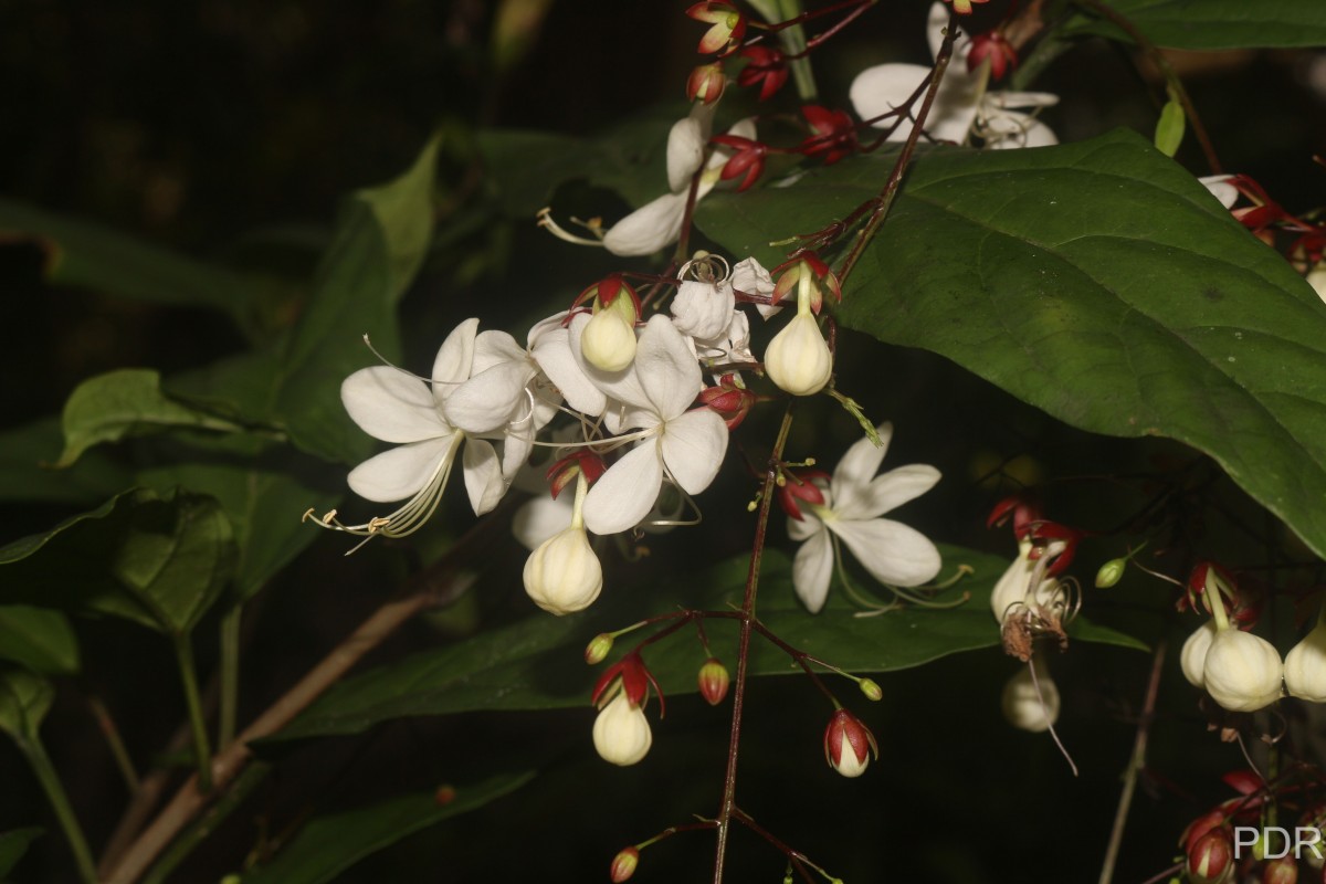 Clerodendrum smitinandii Moldenke